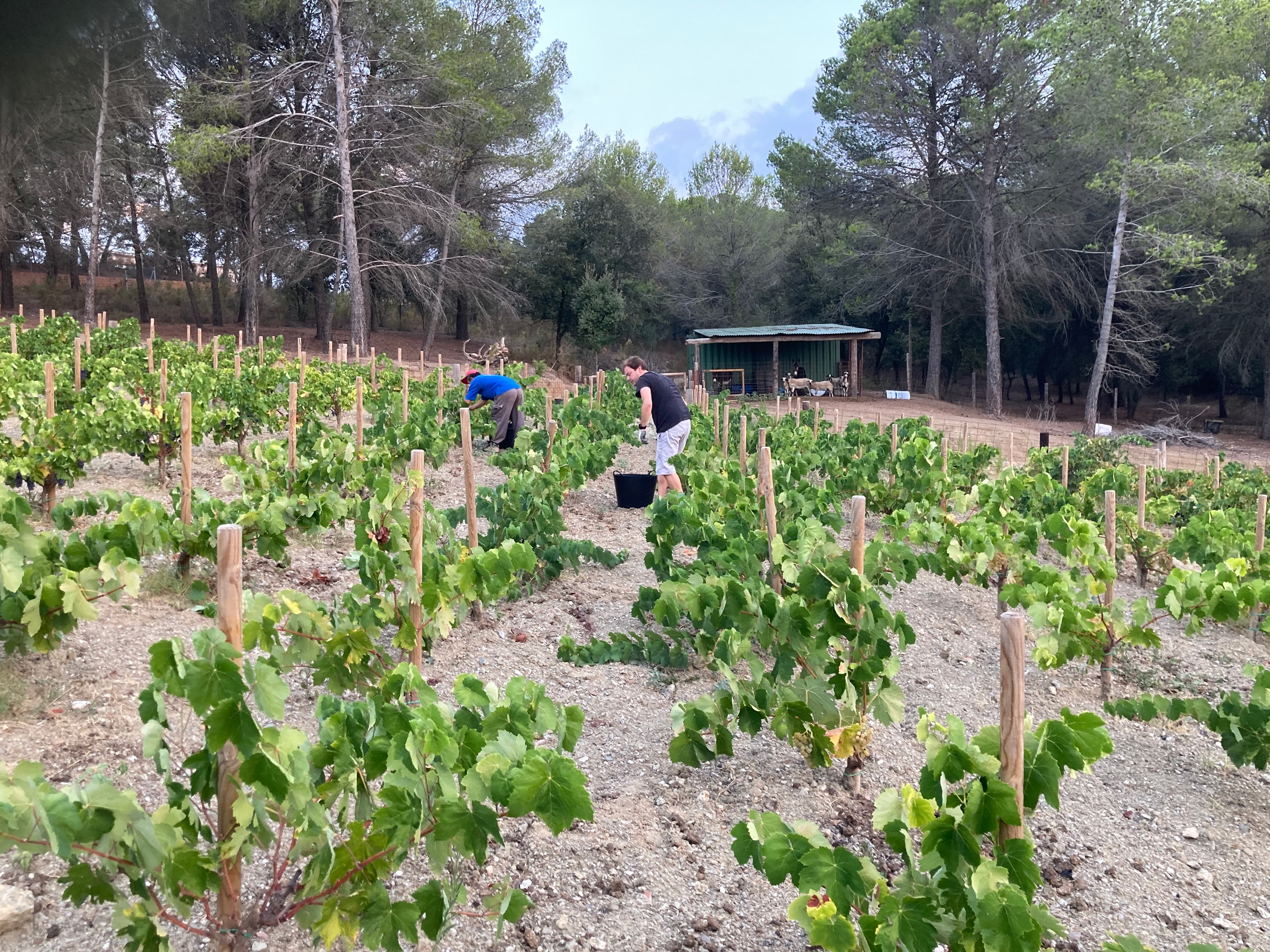 Ampolles de Can Robira preparades per a l'enviament
