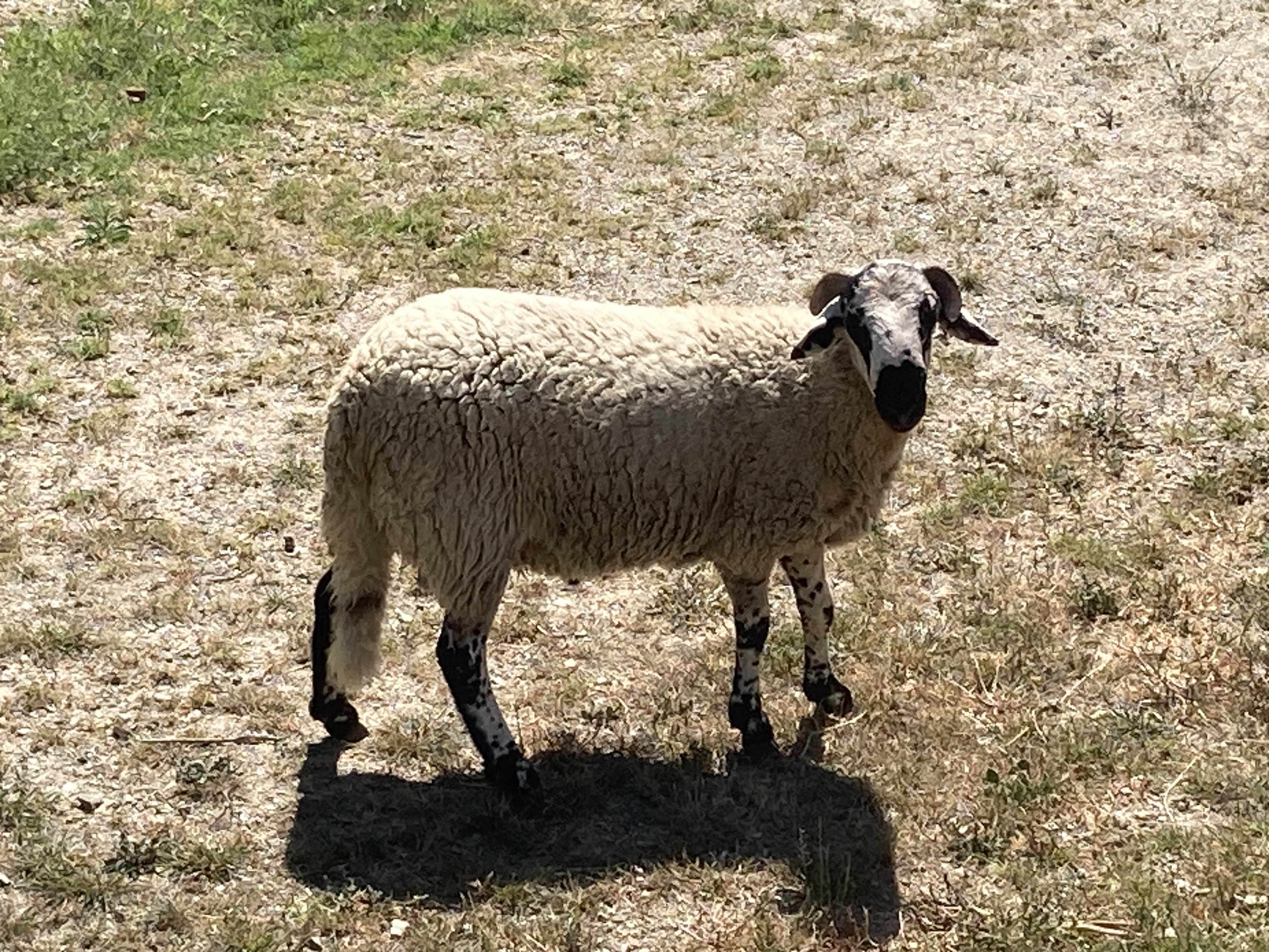 Animals a la finca 1