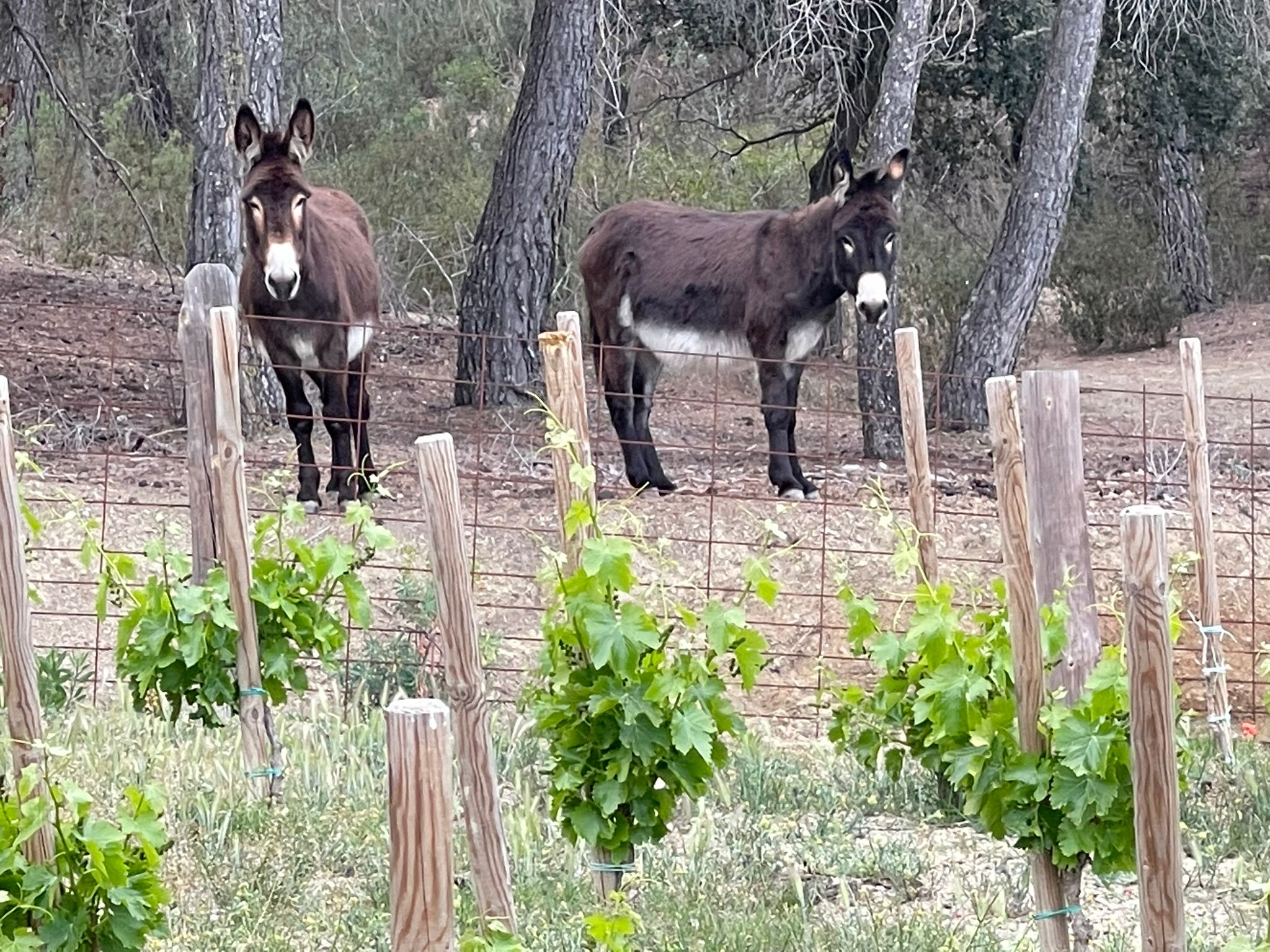 Animals a la finca 2