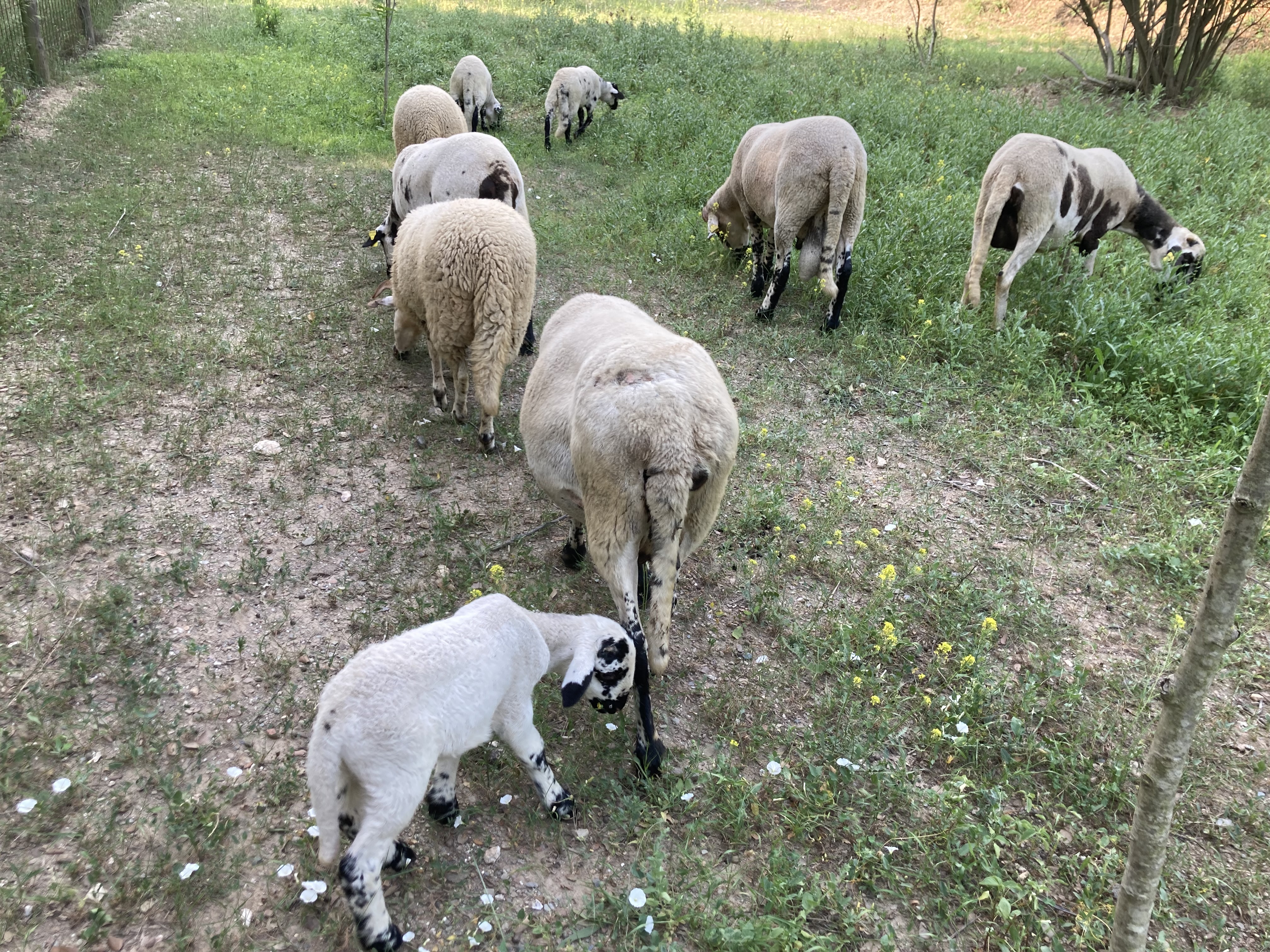 Animals a la finca 3