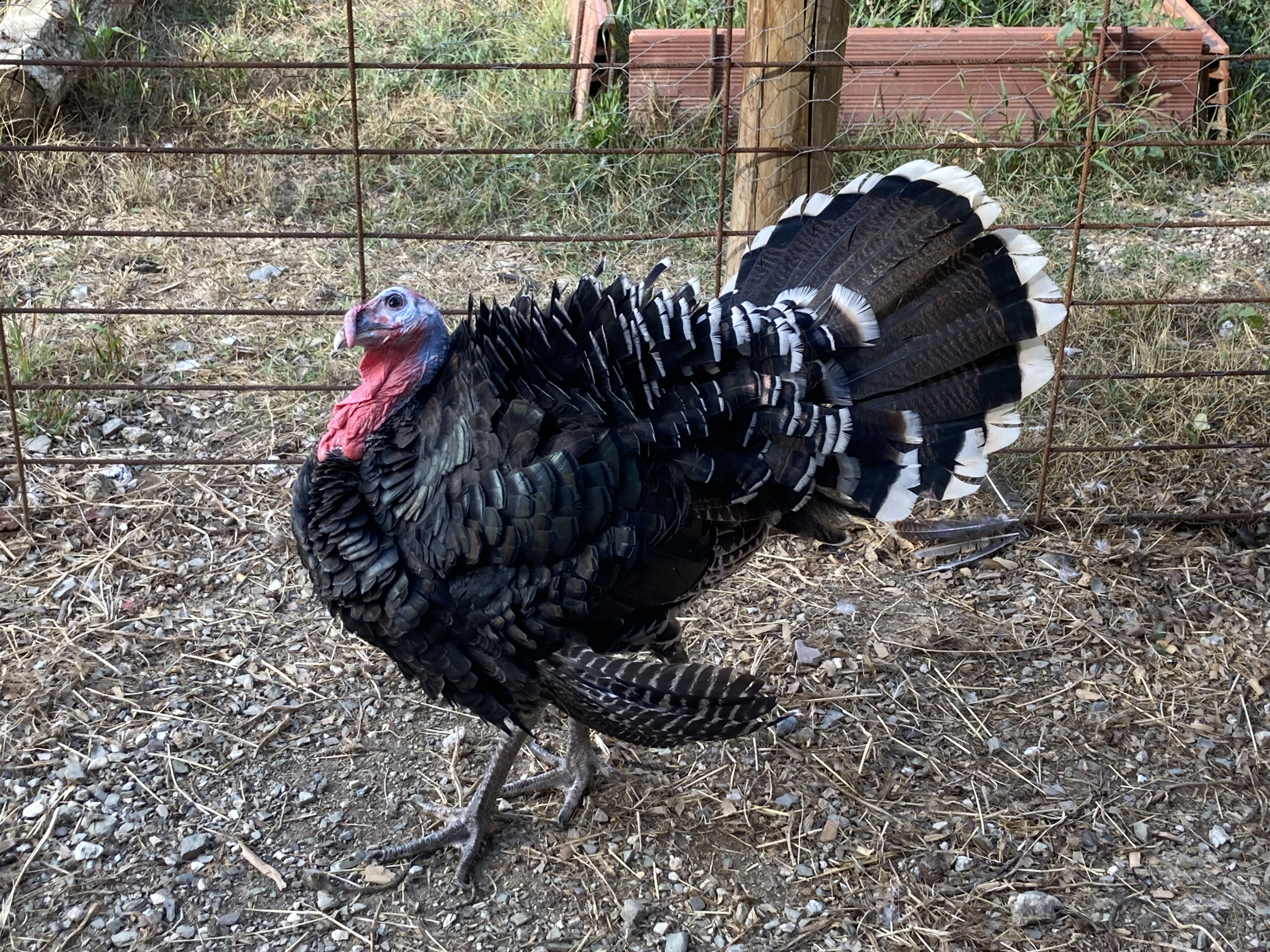 Animals a la finca 4
