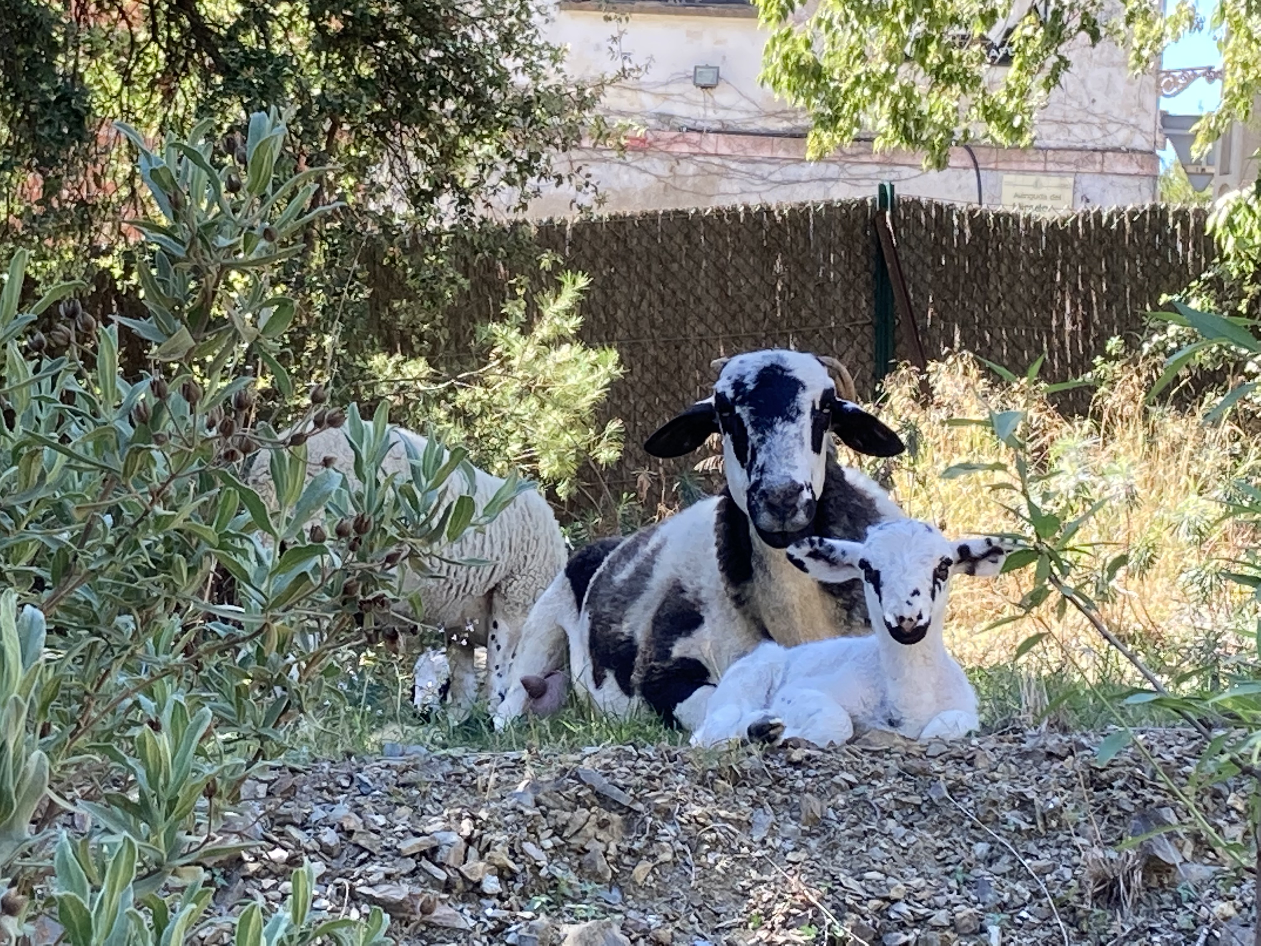Animals a la finca 5