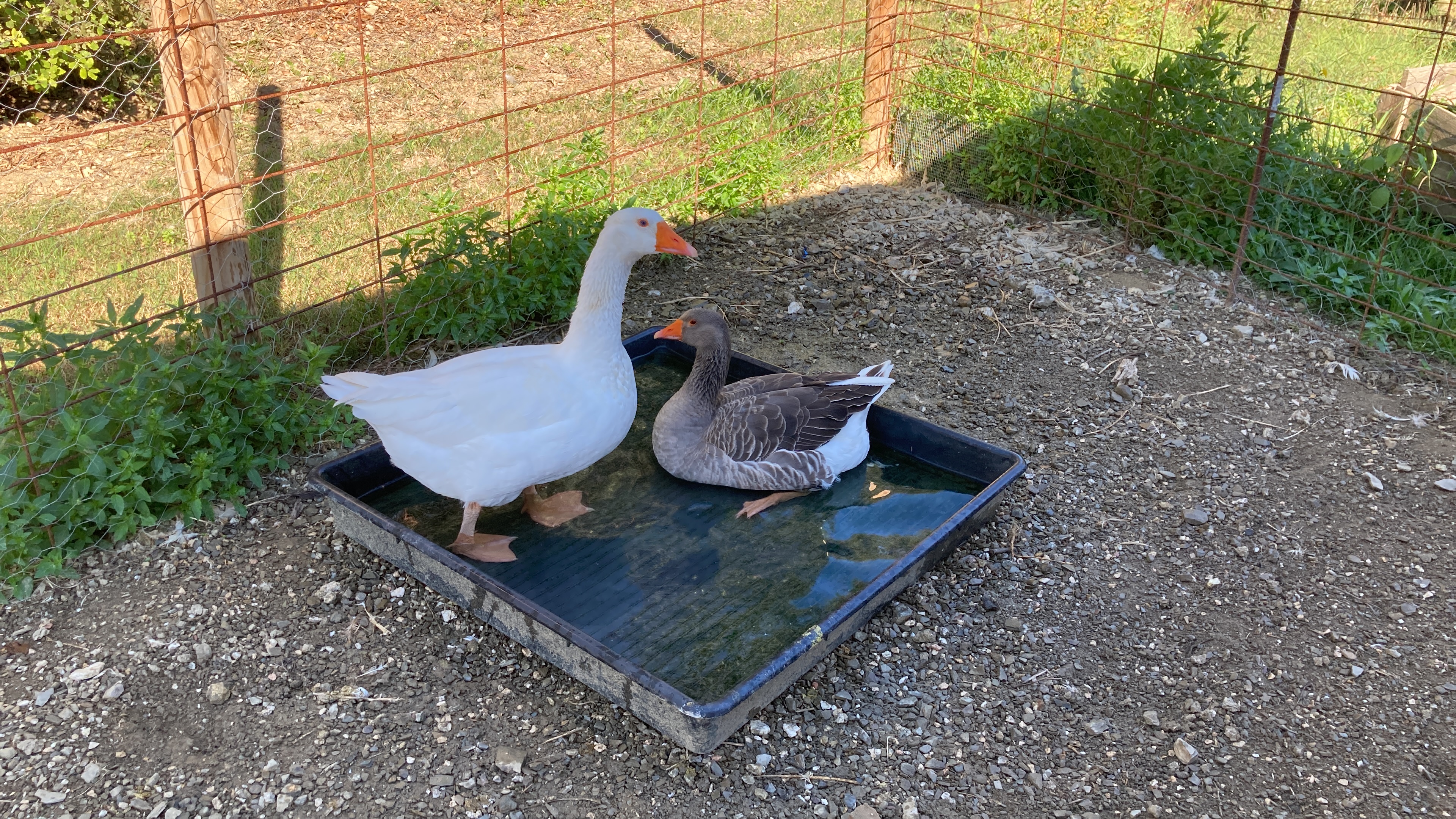 Animals a la finca 6