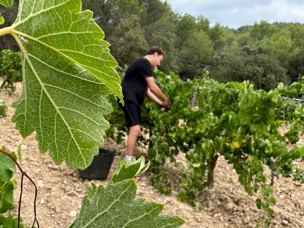 Celler 5