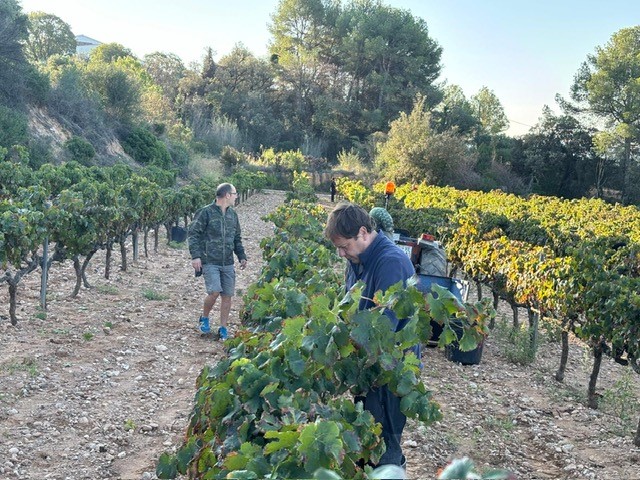 Vi natural i vi ecològic: diferències importants 8 Collita de raïm ecològic i natural en una vinya durant un matí assolellat.