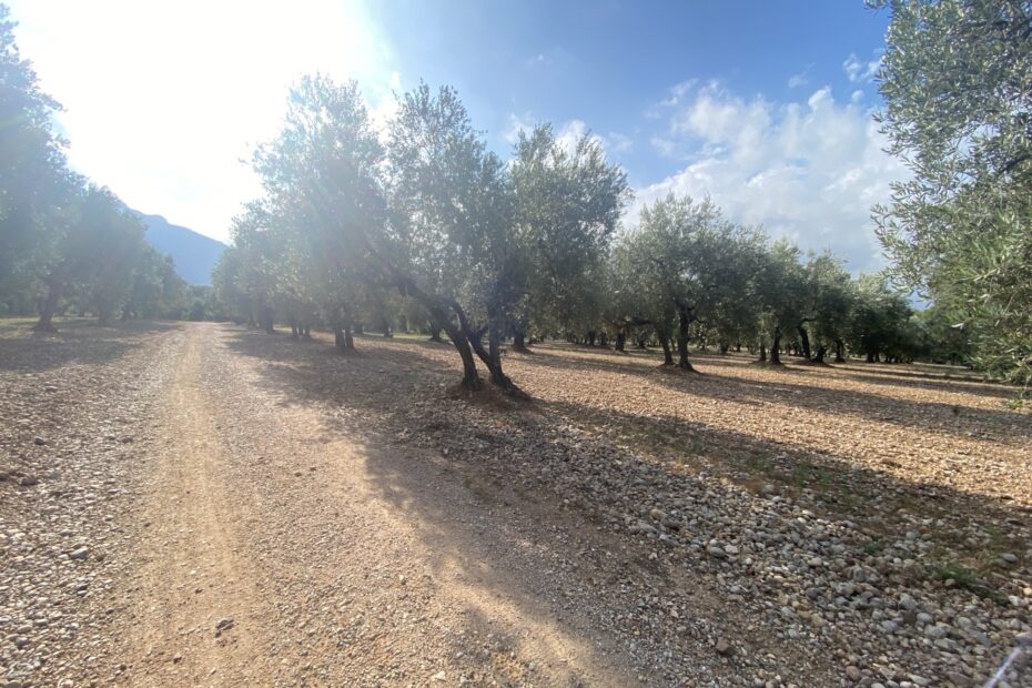 Ruta en Bicicleta Elèctrica passant pel Bruc i Collbató: des de Masia Can Robira fins a Montserrat 2 Camí de terra al Bruc-Collbató amb arbres al costat, ideal per a una ruta amb bicicleta.