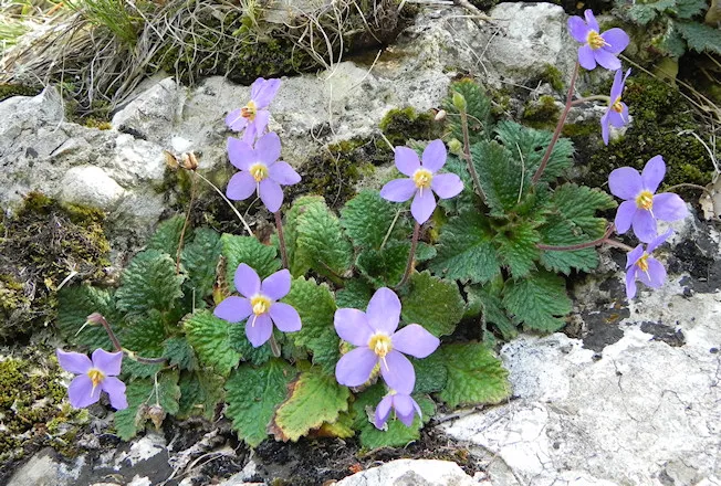 Com Explorar el Parc Natural de Montserrat: Guia Completa 2 Planta de Ramonda myconi amb flors violetes en un entorn rocós.