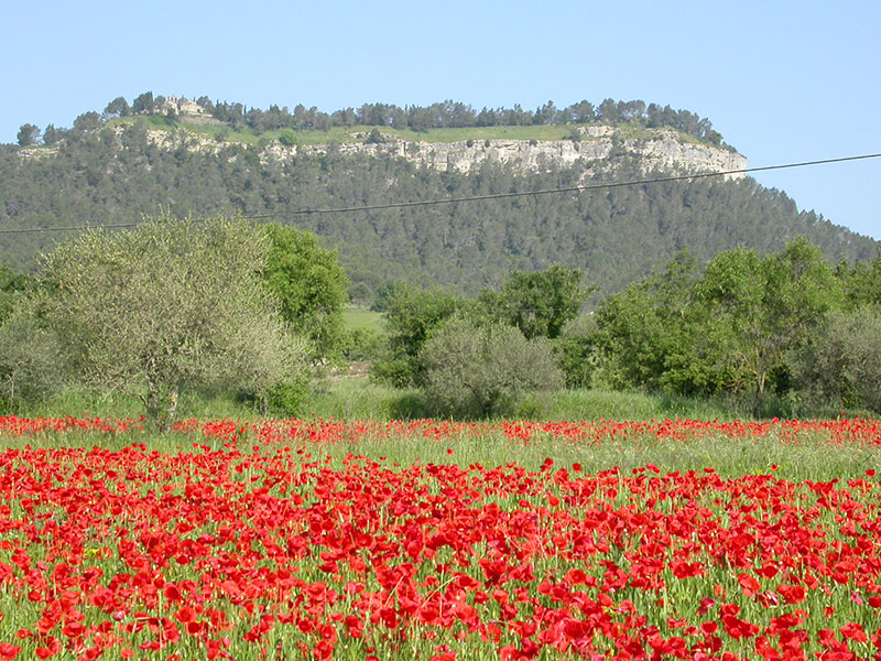 Com Explorar el Parc Natural de Montserrat: Guia Completa 2 Parc natural de montserrat: Paisatge primaveral amb un extens camp de roselles vermelles en primer pla. Al fons es veu una muntanya coberta de bosc amb un penya-segat rocós a la part superior. En el pla mitjà hi ha alguns arbres, possiblement oliveres