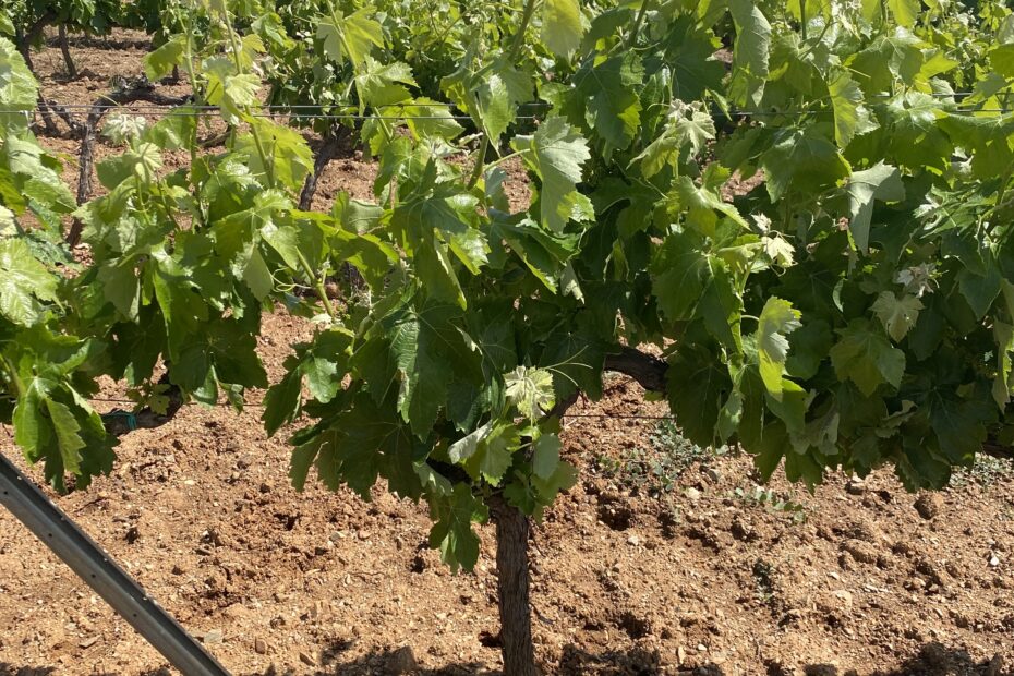 sumoll 6 Vinyes de Sumoll amb ceps en plena creixença sota un cel clar i radiant