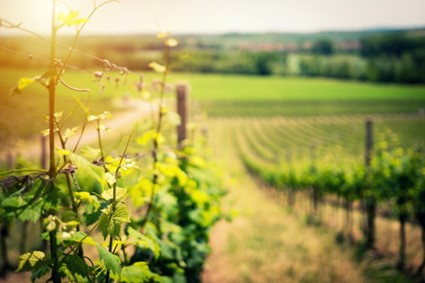 historia del vi natural 5 Vinyes verdes sota el sol, amb camps de vinya a l'horitzó. La millor forma de fer vi natural
