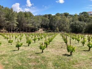 Vins naturals 4 Una petita vinya de Can Robira, amb ceps joves, rodejada de bosc mediterrani sota un cel blau i clar: el terroir de Can Robira