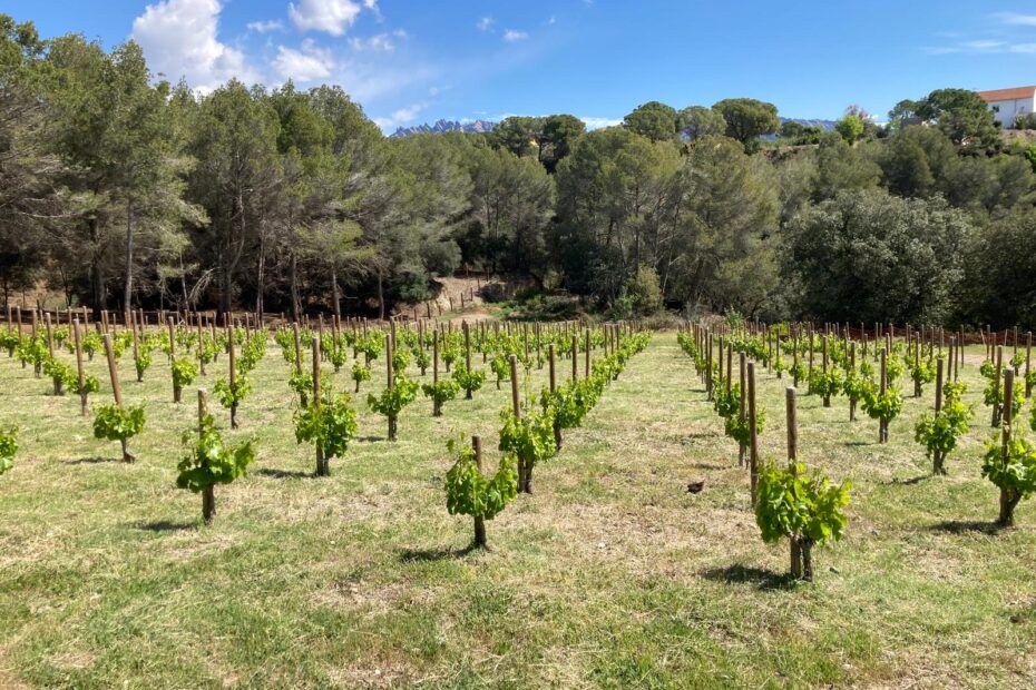 El concepte del terroir 4 Una petita vinya de Can Robira, amb ceps joves, rodejada de bosc mediterrani sota un cel blau i clar: el terroir de Can Robira